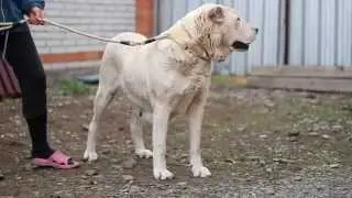 Утуш / Central Asian Shepherd dog Utush