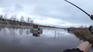 Клыкастый 22.10.2016