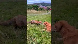 dog vs fox 