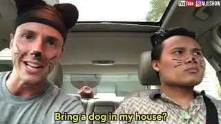When your owner brings a dog home