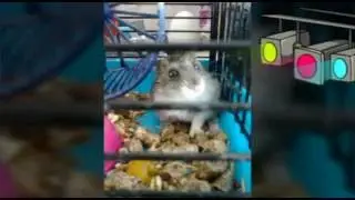 5 лайфхаков которые облегчат жизнь хомяка
