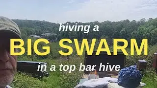 Hiving a Big Swarm (with tips on using a water spray instead of smoke)