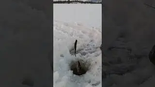 Отличный клёв окуня