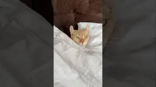 Под одеялом летом)