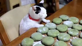 ちびと草餅作り　200623