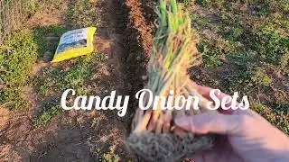 God Winks & Candy Onions