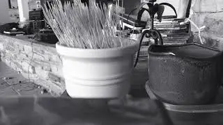 A sad 4 minute video of grass