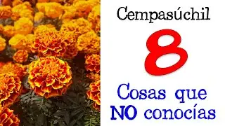 🧠 8 cosas que NO sabías del Cempasúchil 💡 DATOS CURIOSOS