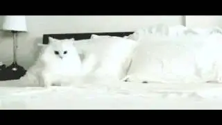 snow cat crazy dance