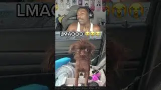 BruceDropemOff Reacts to Ugly Dog