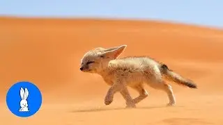Fennec Foxes Play Fighting: Compilation