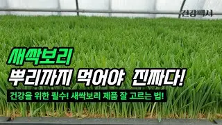 몸에 좋은 새싹보리의 놀라운 효능과 좋은 제품 선택하는 방법