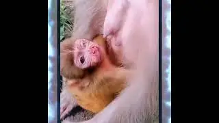 ОБЕЗЬЯНЫ ИЗДЕВАЮТСЯ над  ДЕТЬМИ