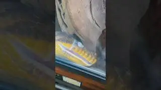Как часто линяют ваши рептилии? А вы? 🐍 #линька #змея