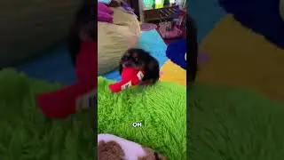 Sweet moments with Sadie 🐶 ❤️ #yorkie #interactivedogtoys #cavalierkingcharlesspaniel #dog