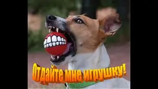 Отдайте мне игрушку! 