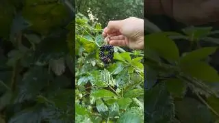 лотосы, дикая ежевика, радуга, отдых
