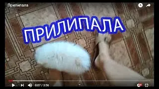 Щенок шпица- Прилипала