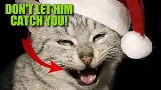 Animals of the Holiday Season 🎄☃️🐧 Animal Fact Files