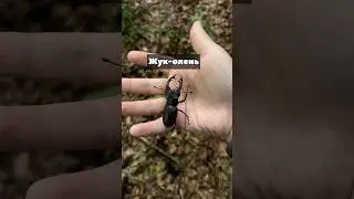 The biggest beetle in Europe! Red Book! Stag beetle! WILL IT BITE YOUR FINGER OFF!?😡😬