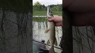 РЫБАЛКА на ПОПЛАВОК🎣🐬