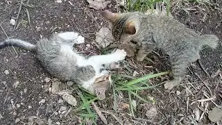 Playing Cute Pet Kittens
