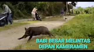 MOMEN SAAT BABI HUTAN MELINTAS DI DEPAN KAMERAMEN DAN PARA PEMBURU