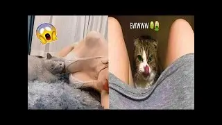 OMG Super Cute ♥ Funniest Cats and Dogs 🐱🐶Part 25