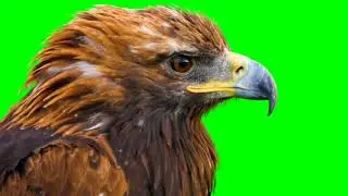 Golden EAGLE Green Screen Animation | ALL-IN SERIES | 