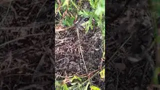 кузнечик забайкальский край