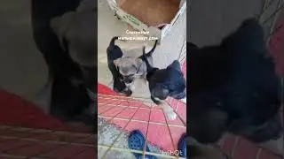 Мам пап отзовитесь