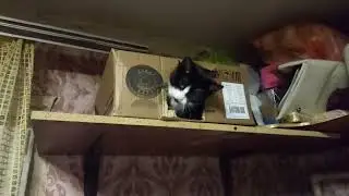 Котофей Котофеевич!