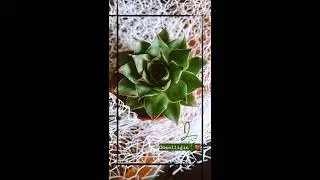 Bir kaktüsün büyüme hikayesi🌵❤ #sukulent #kaktus #huzur #uğraş #guzellik #bitki #kaktüsbüyümesi