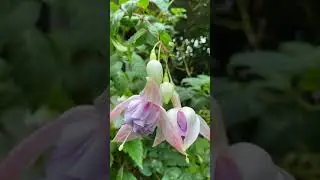 Фуксии в моем саду в Лондоне! Красота Цветов Осени! 