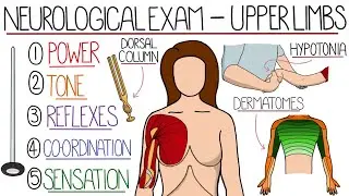 Neurological Examination of the Upper Limb