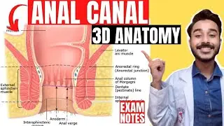 anal canal anatomy 3d | interior of anal canal anatomy | nerve and blood supply of anal canal