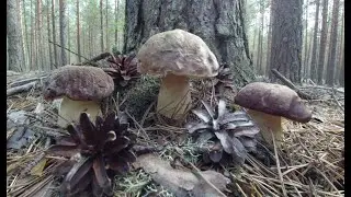 ПОЛЯНЫ БЕЛЫХ ГРИБОВ