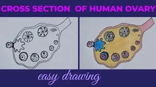 How to draw  Cross section of human ovary easily/ C.s.of human ovary easy drawing