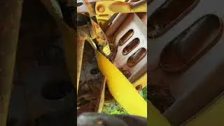 Moving the dog house
