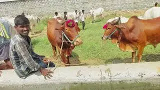 దేవరకద్ర సంతలో ఎరుపు రకం తూర్పు జాతి కోడెలు | Turpu bulls prices in Devarakadra ‎@purnafarms 