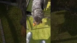 Rottweiler Mom Picks Puppy Up With Her Mouth To Move Him Around #guttatv #rottweiler #dog  #puppy