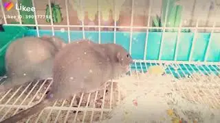 Милое видео