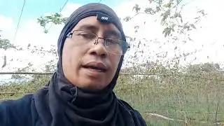 ampalaya mestisa f1 huling harvest  nalugi kami😭
