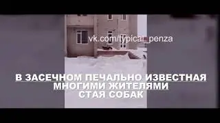 Бездомные собаки разорвали кошку