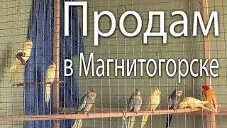 Разведение попугаев осень зима 2017 №11 Кто есть кто СТЫДОБА