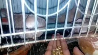 অস্ট্রেলিয়ান ঘুঘু পালন (Baby Dove feeding in my hand.....)