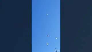 Николаевские голуби ветер.