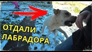 Gave away LABRADOR