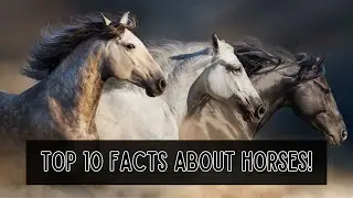 Top 10 Facts About Horses! 🐴
