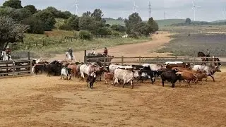 La ganaderia Domecq - Les toros de Lidia - Andalousie - Espagne